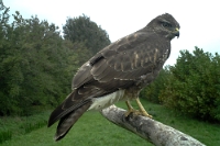 64463 Buteo (Poiana)